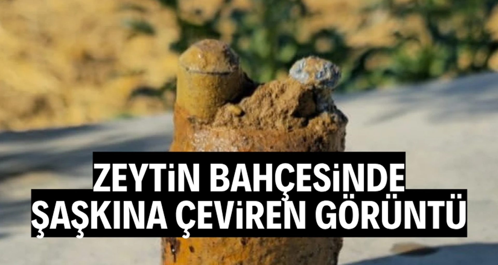 Zeytin bahçesinde şaşkına çeviren görüntü