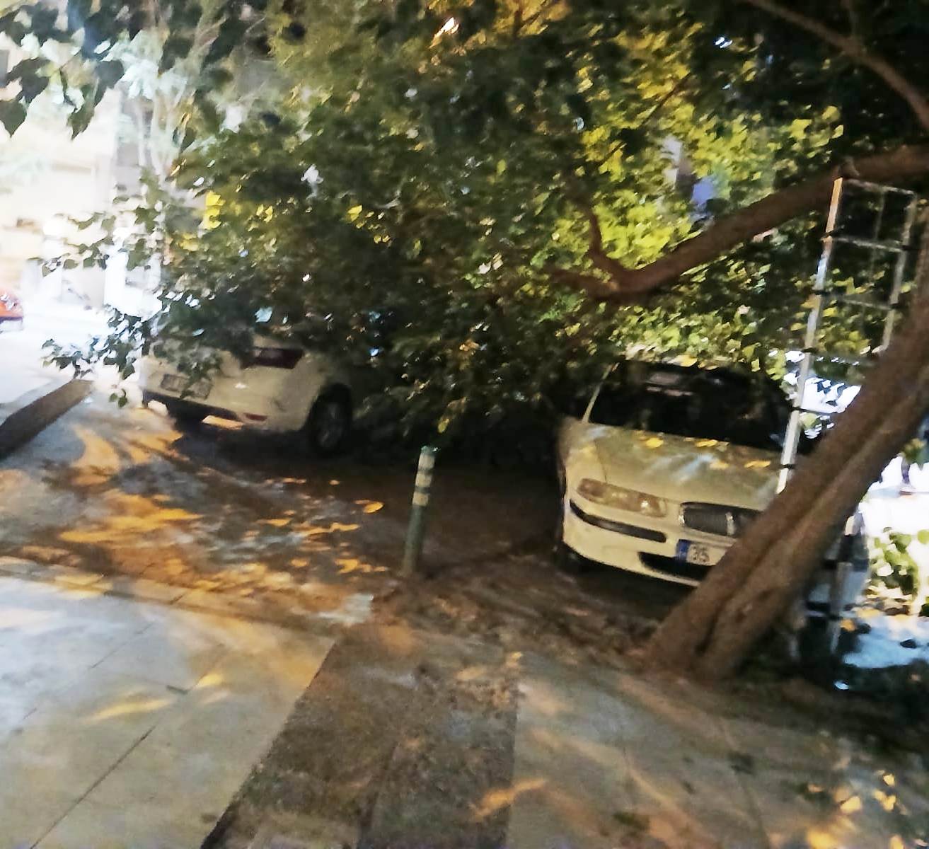 Asırlık dut ağacı ikiye ayrıldı, araçlar altında kaldı