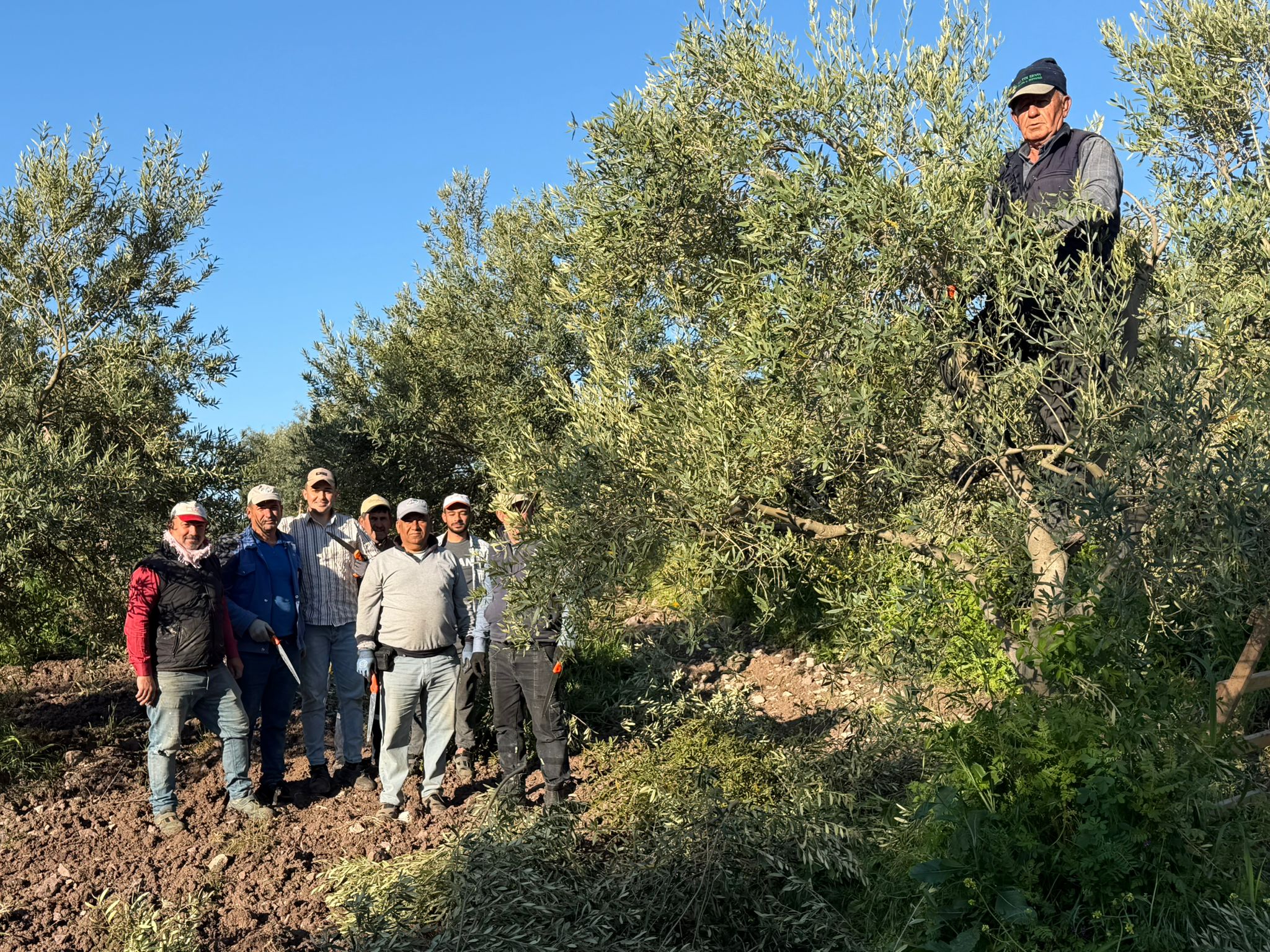MANİSA AKHİSAR SAKARKAYA’DAN UZMAN ZEYTİN BUDAMA EKİBİNE YOĞUN TALEP